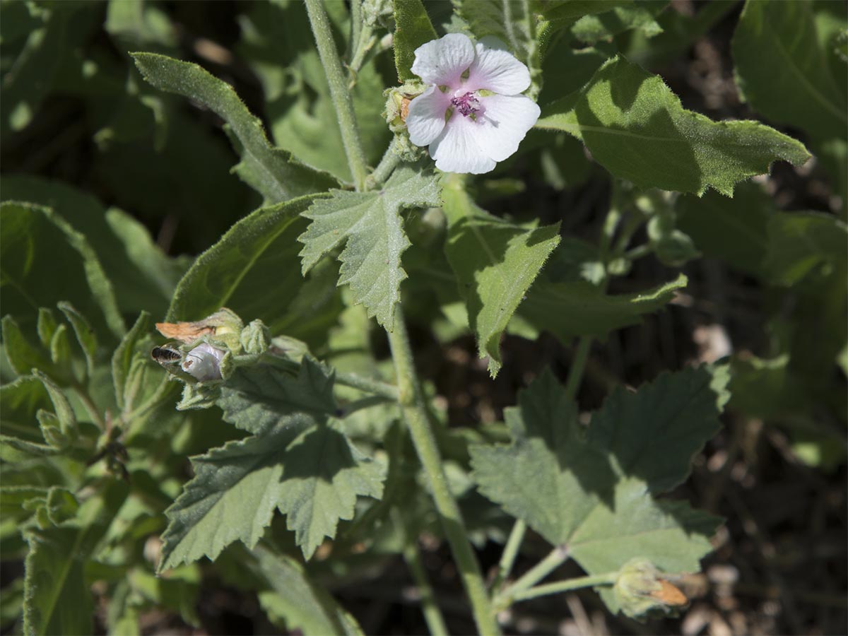 Althaea officinalis